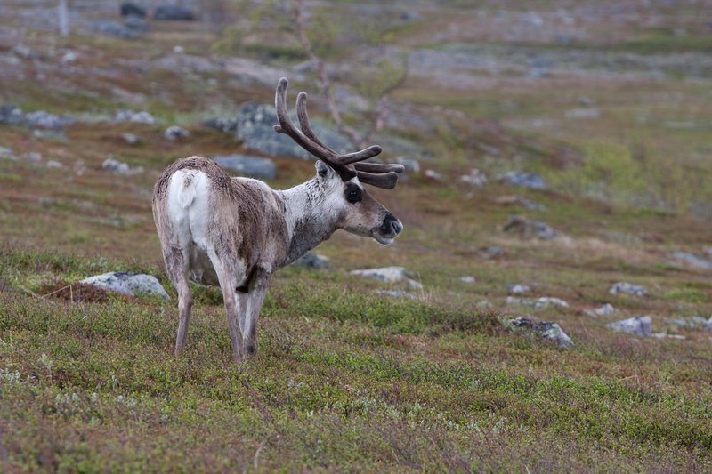 Reindeer
