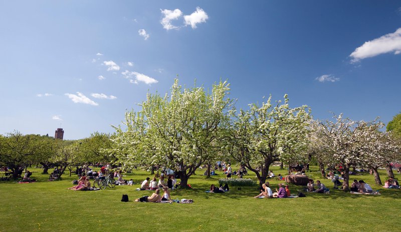Rosendals trägård