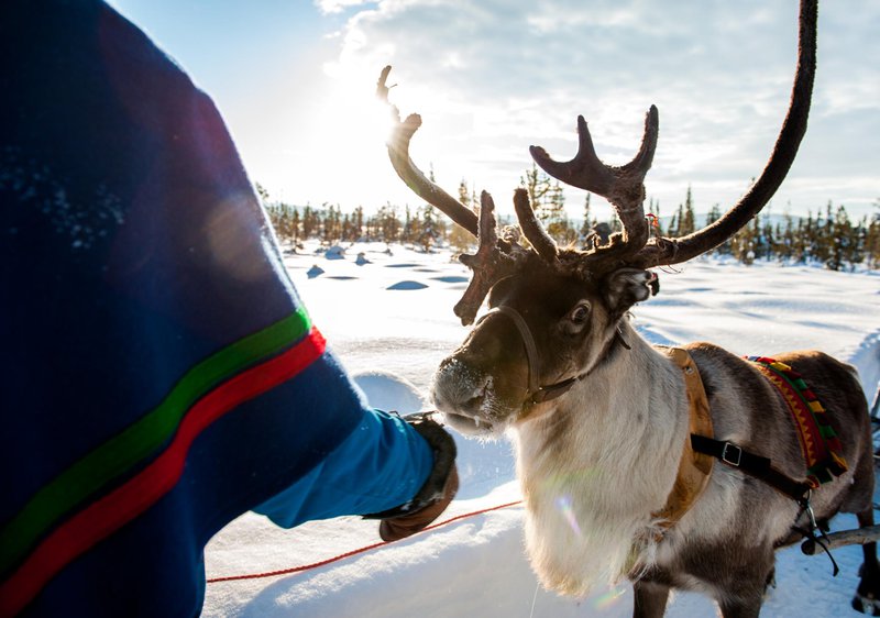 Un Sami avec son renne