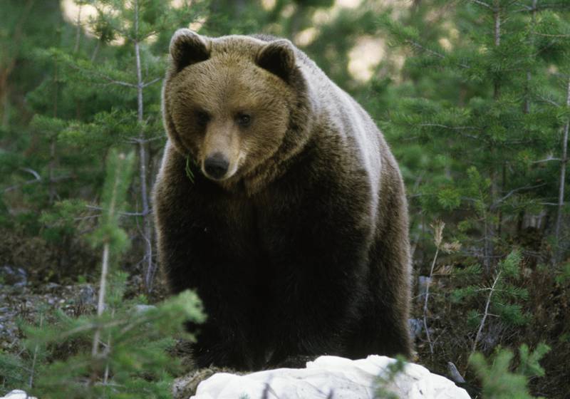 Brown bear