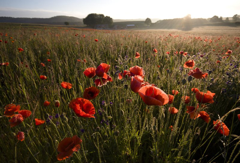 Poppy field