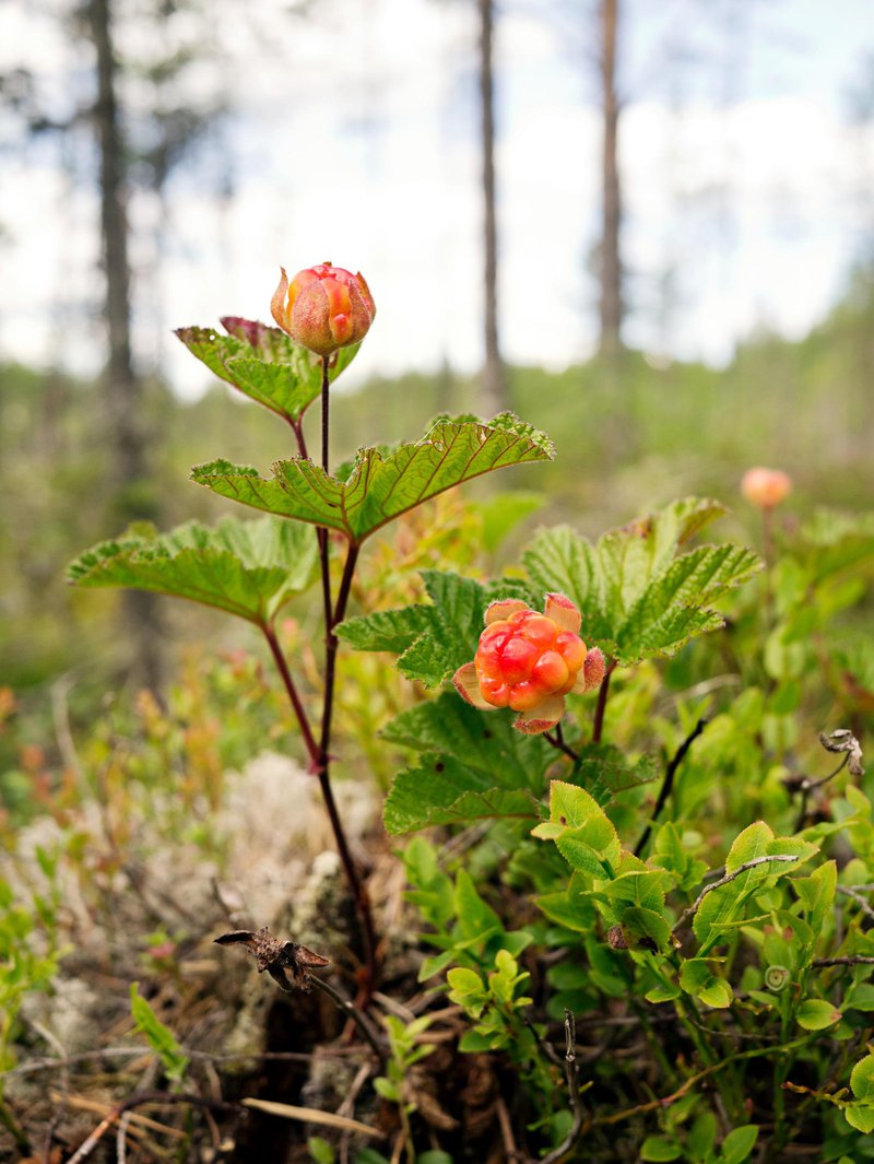 Moltebeeren