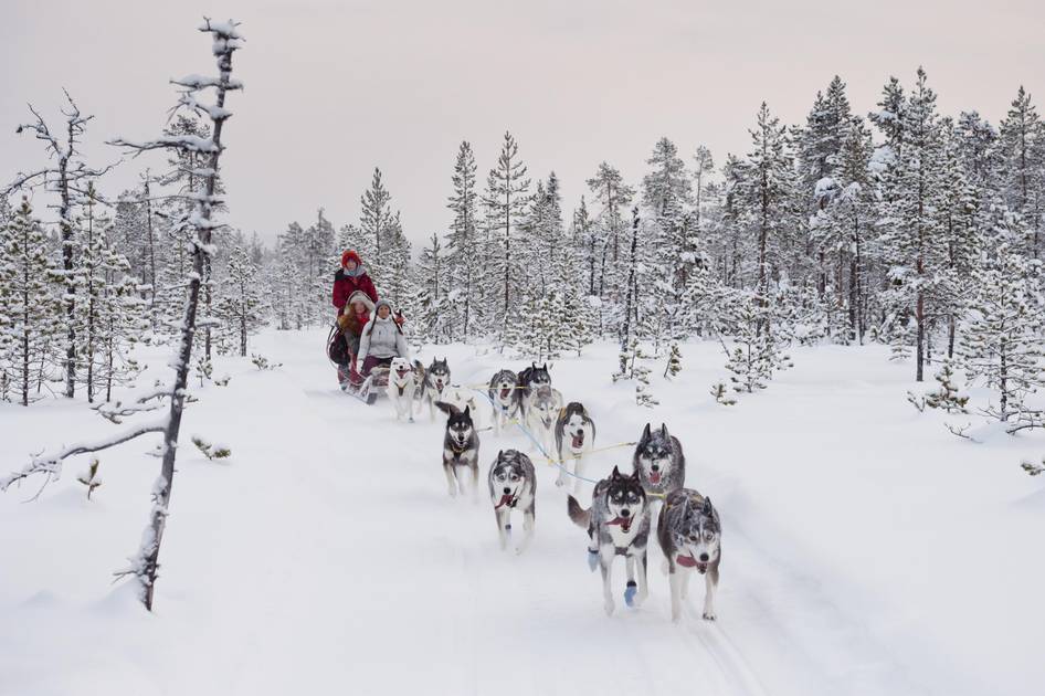 Dog sledding in Sweden, the ultimate experience Visit Sweden