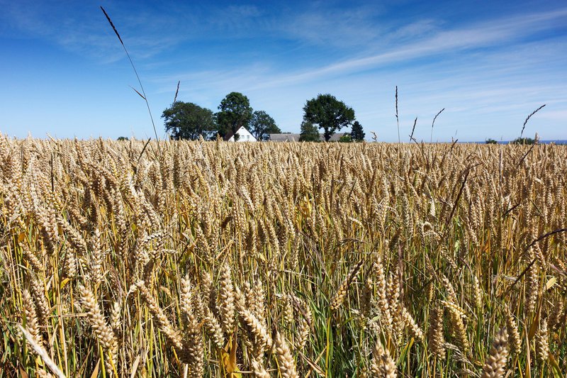 Weizenfeld in Skåne